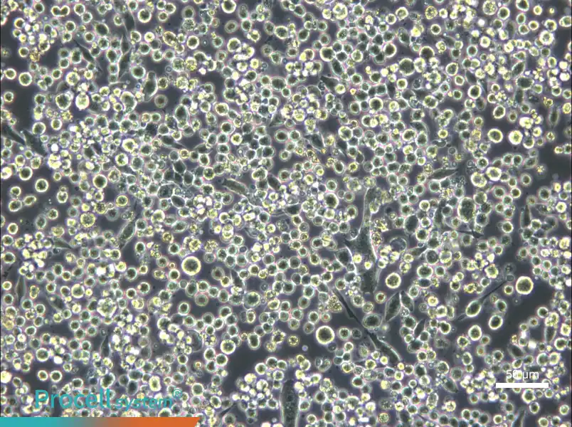 L6565 Cell Complete Medium - small - 6