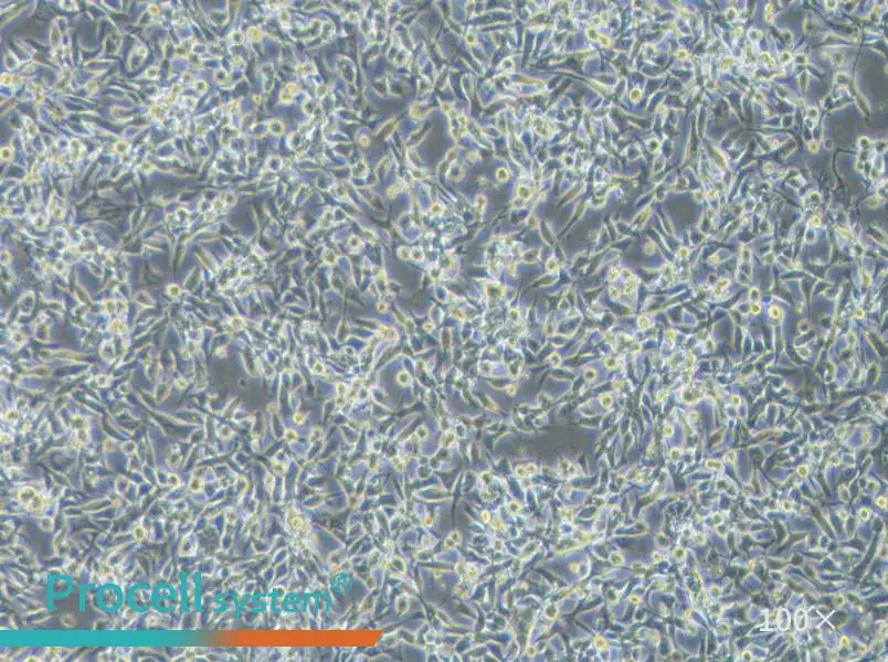 EBC-1 Cell Complete MediumEBC-1 Cell Complete Medium - 2