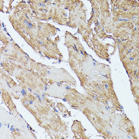 Immunohistochemistry of paraffin-embedded Mouse heart using HAL Polyclonal Antibody at dilution of  1:100 (40x lens).