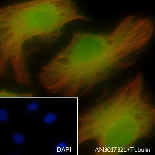 Recombinant LSD2/AOF1 Monoclonal Antibody - small - 3