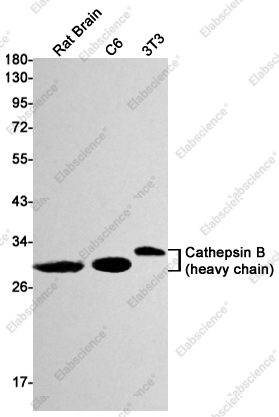 Recombinant Cathepsin B Monoclonal Antibody - 1