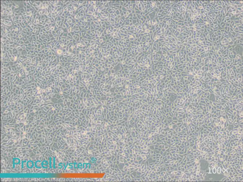 B82 Cell Complete Medium - 1