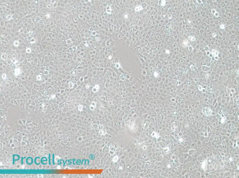 TE-12 Cell Complete MediumTE-12 Cell Complete Medium - 3