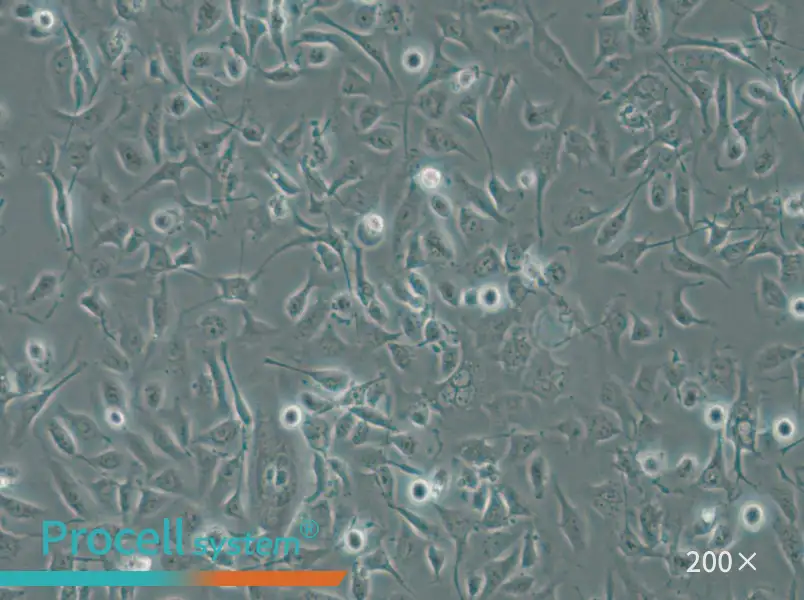 HBE135-E6E7 Cell Complete Medium - small - 4