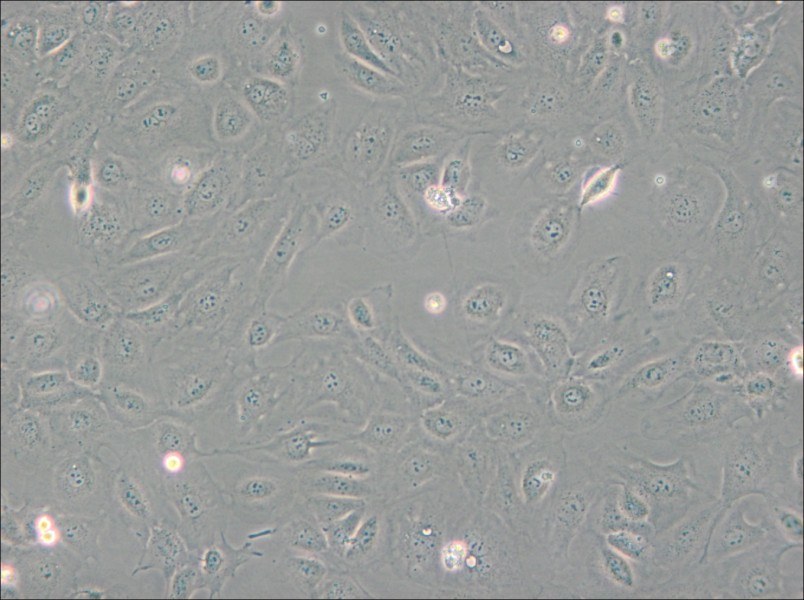 SVEC4-10 Cell Complete Medium - 4