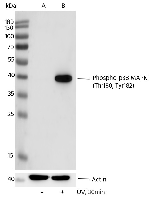 Recombinant Phospho-p38 MAPK (Thr180, Tyr182) Monoclonal Antibody - small - 3