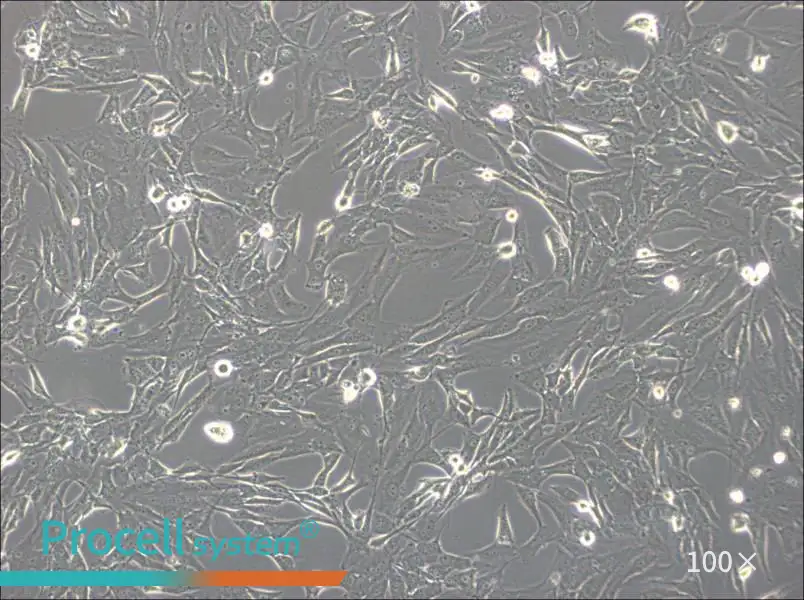 SW1783 (DMEM) Cell Complete Medium - 4