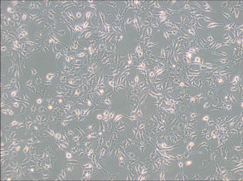 B16-F0 Cell Complete Medium-searchlist-1