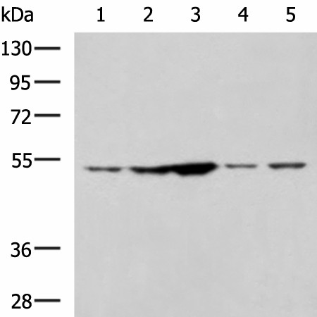 Western blot analysis of 293T and Jurkat cell lysates  using SNTA1 Polyclonal Antibody at dilution of 1:1350