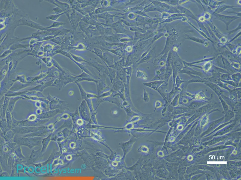 Rat Tracheal Fibroblast Complete MediumRat Tracheal Fibroblast Complete Medium - 6