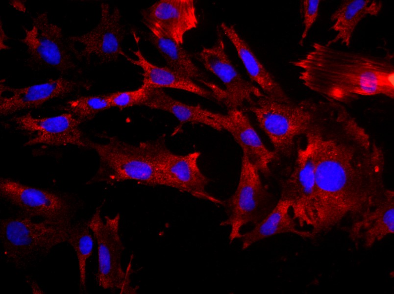 Rat Gastric Smooth Muscle Cell Complete Medium - 2