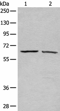 Western blot analysis of A431 and Hela cell lysates  using ATAD3A Polyclonal Antibody at dilution of 1:500