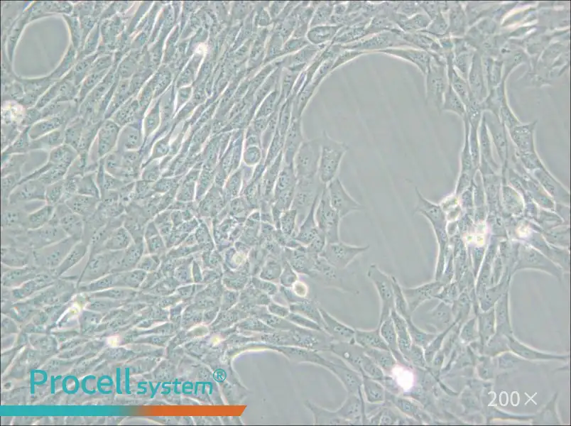 HT22 Cell Complete Medium - small - 5