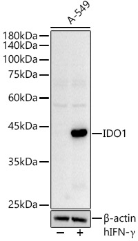 Western blot analysis of extracts of A-549 cells using IDO1 Polyclonal Antibody antibody at 1:500 dilution.A-549 cells were treated by hIFN-γ (100 ng/mL) at 37°C for 48 hours.