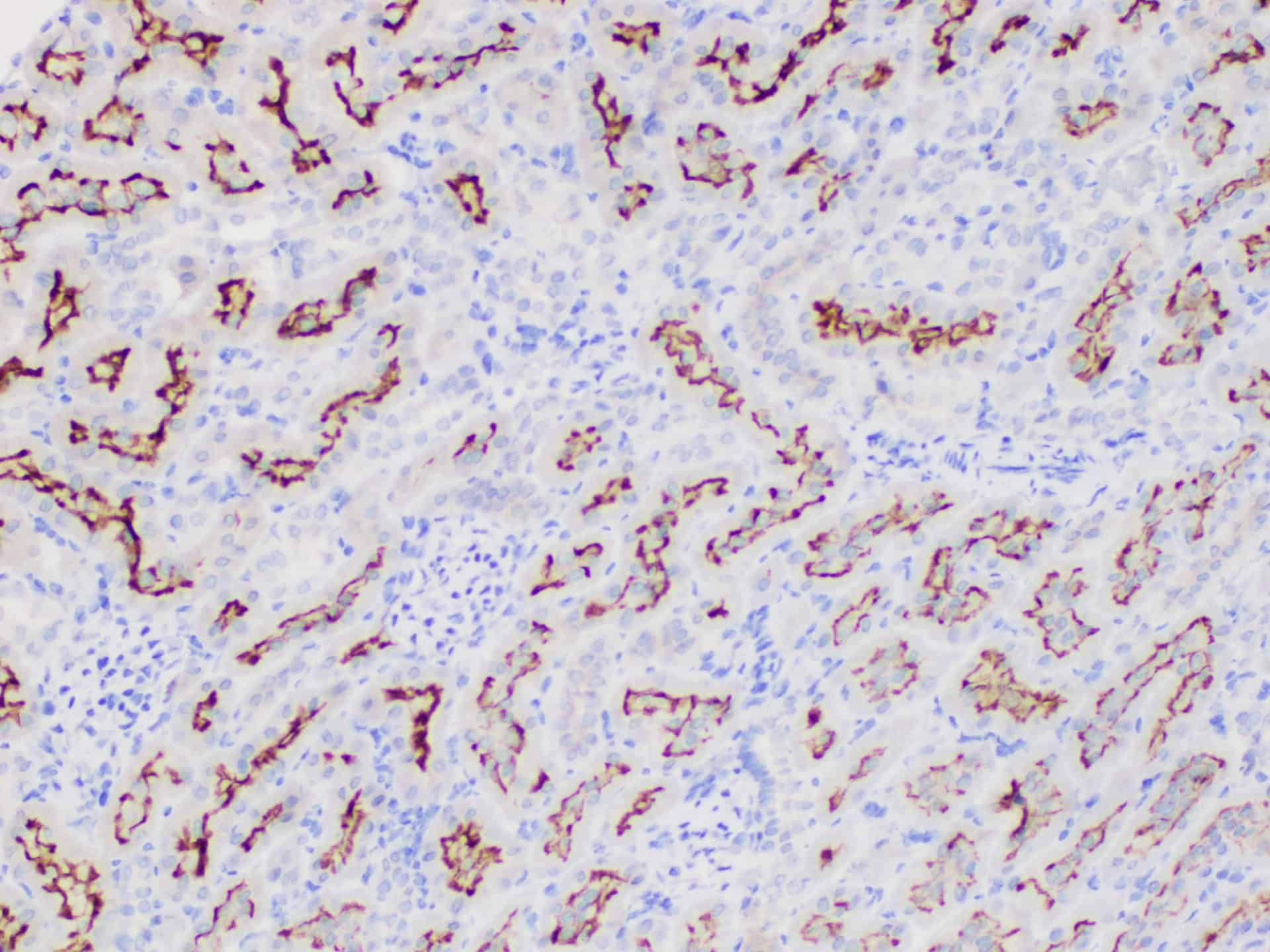 PE/Cyanine7 Rat IgG2a, κ Isotype Control[2A3]-产品推荐-1