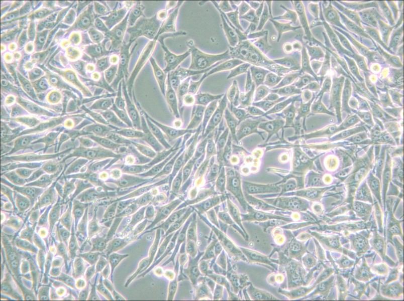 HMY-1 Cell Complete Medium - small - 4