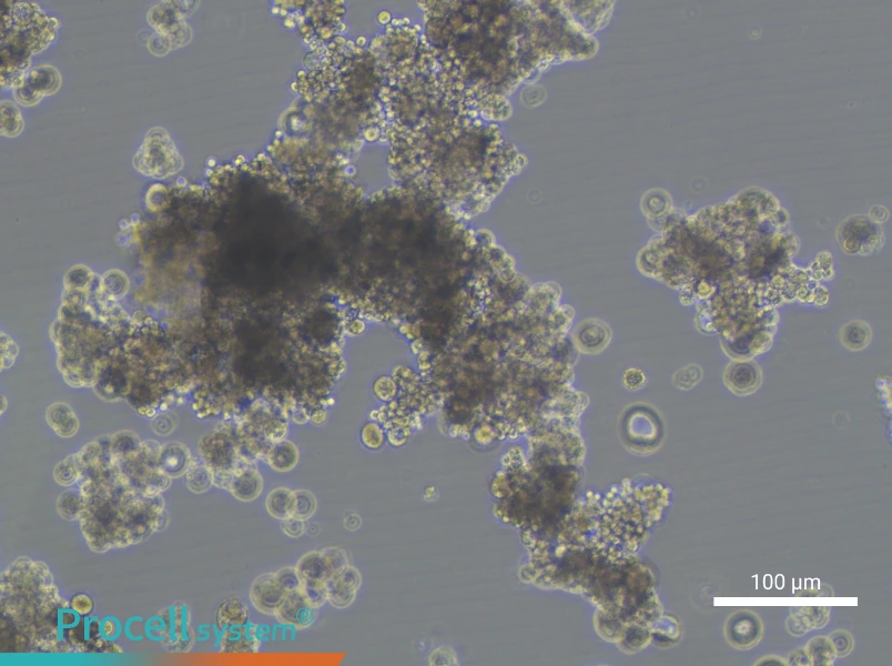 OCUM-1 Cell Complete MediumOCUM-1 Cell Complete Medium - 3
