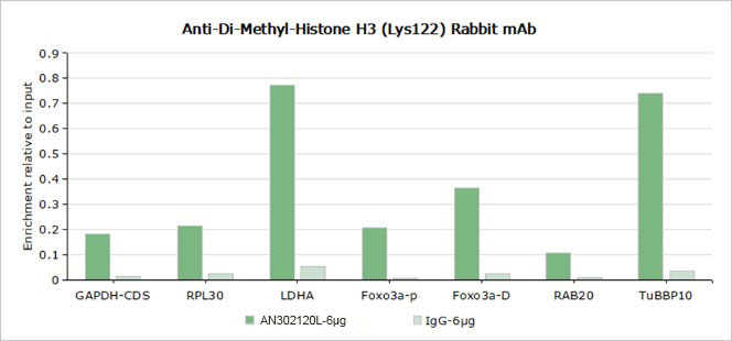 Recombinant Histone H3 (Di Methyl Lys122) Monoclonal Antibody - 2