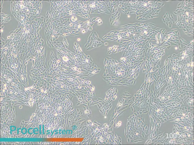 Lec1 [Pro-5WgaRI3C] Cell Complete MediumLec1 [Pro-5WgaRI3C] Cell Complete Medium - 3