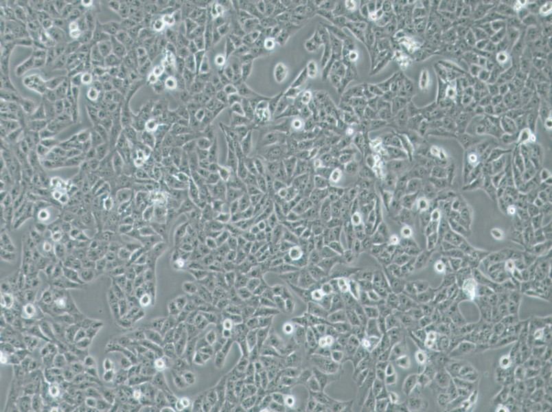 Nthy-ori 3-1 Cell Complete Medium - 3