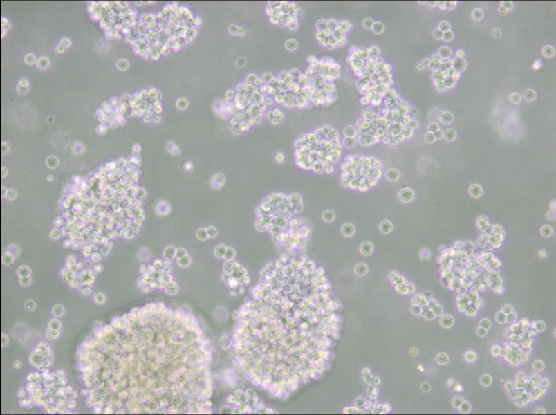Farage Cell Complete Medium - 6