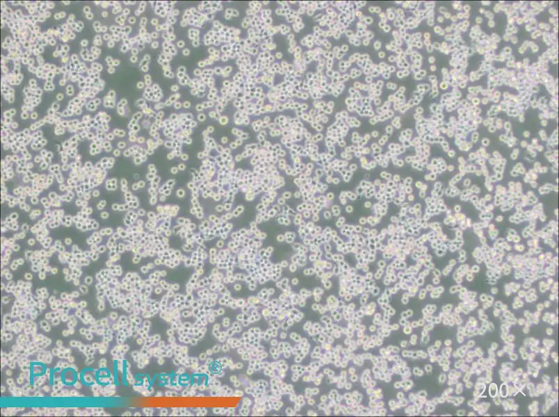 MH-S Cell Complete Medium - small - 4