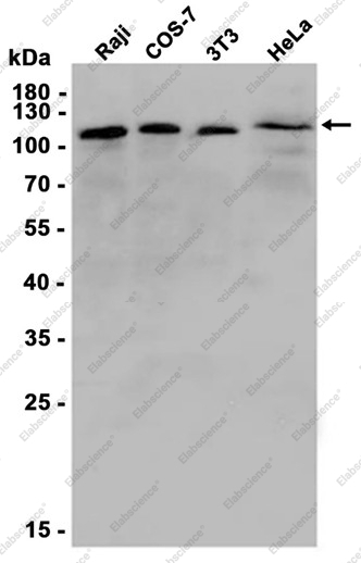 Recombinant eIF3B Monoclonal Antibody - 1