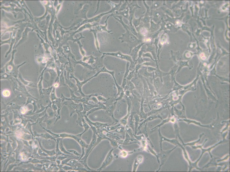 BT-20 Cell Complete Medium - small - 4