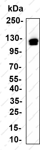 Recombinant KSP-Cadherin Monoclonal Antibody - 2