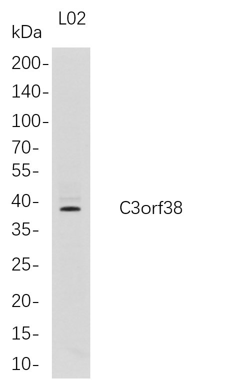 Recombinant C3orf38 Monoclonal Antibody-searchlist-1