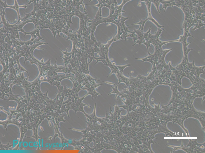 Hep-53.4 Cell Complete MediumHep-53.4 Cell Complete Medium - 3