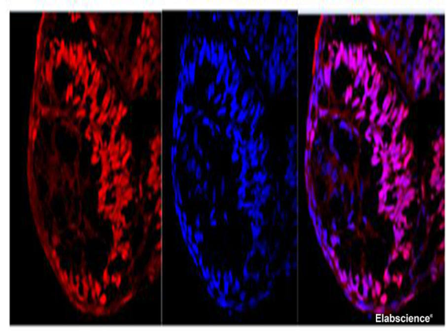 Immunofluorescence of Zebrafish eyeball with anti Ki67 Polyclonal Antibody at dilution of 1:100.