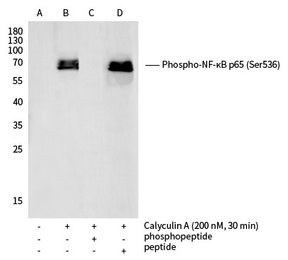 Recombinant Phospho-NF-κB p65 (Ser536) Monoclonal Antibody - small - 3