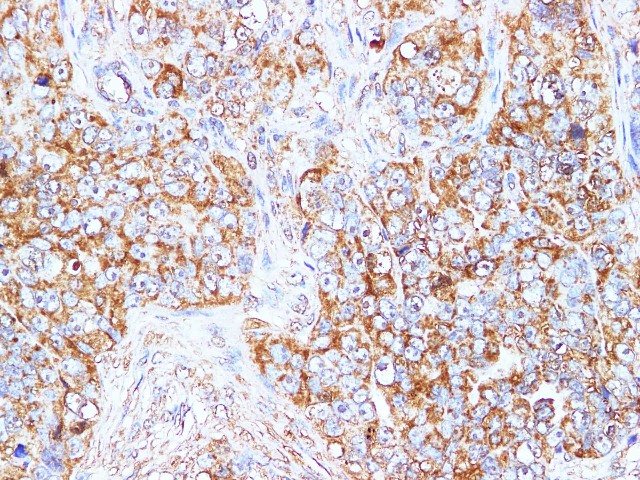 PE Rat IgG1, κ Isotype Control[HRPN]-产品推荐-5
