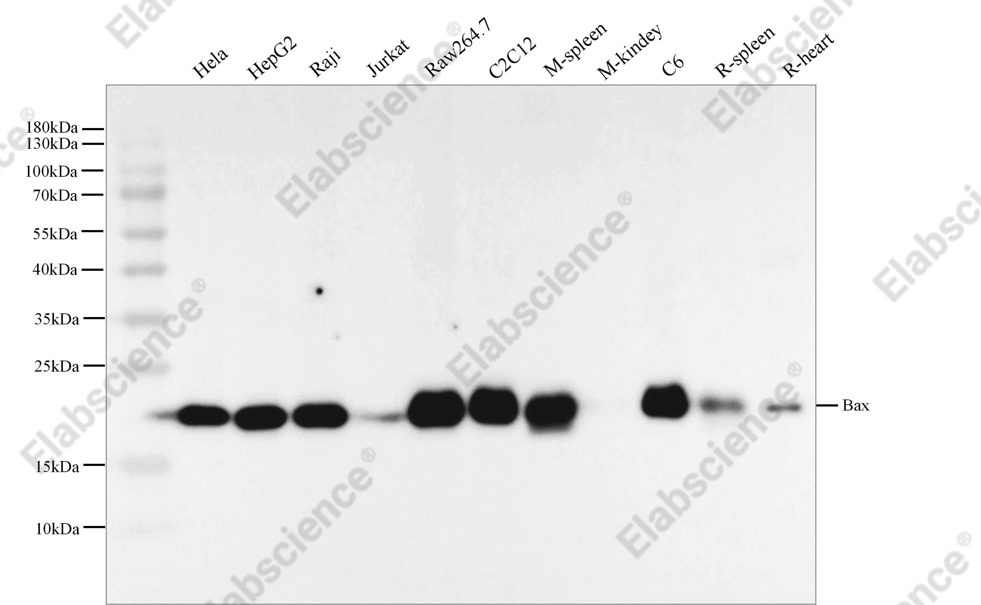 Recombinant Bax Monoclonal Antibody - 2