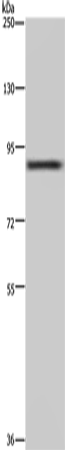 Western Blot analysis of 293T cell using CUL3 Polyclonal Antibody at dilution of 1:250