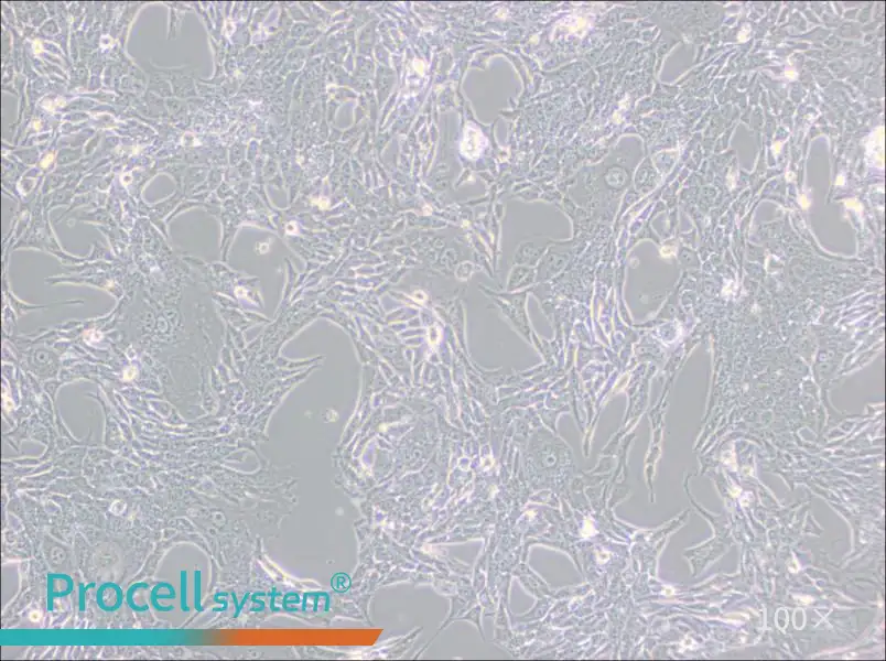 Renca [RenCa] Cell Complete Medium - 3