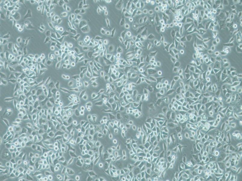 PC-9 Cell Complete MediumPC-9 Cell Complete Medium - 2