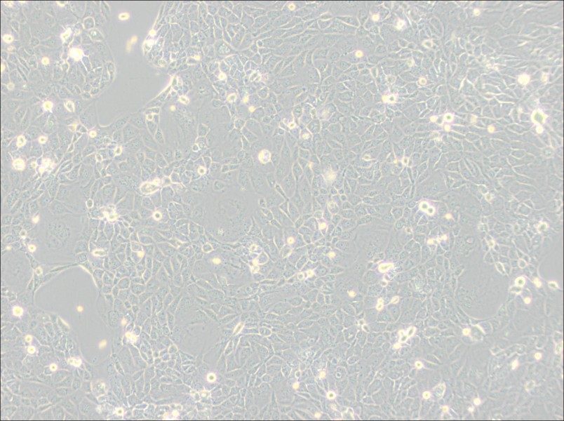 Panc 10.05 Cell Complete Medium-searchlist-1