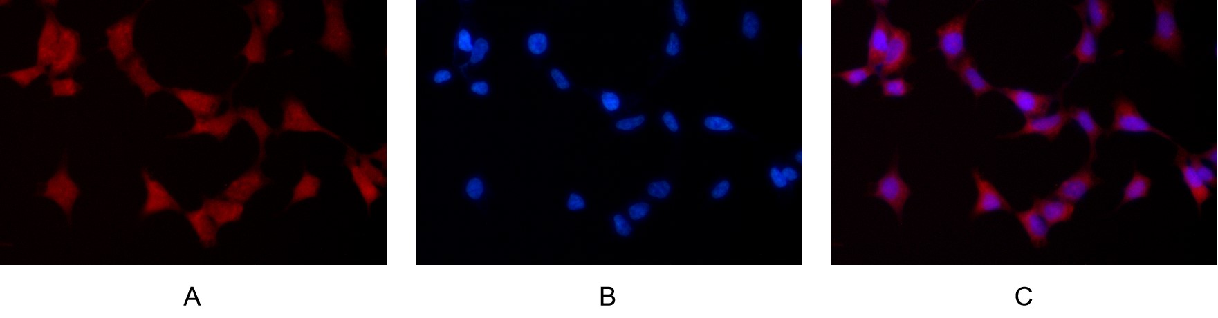 Recombinant ERK1/2 Monoclonal Antibody - small - 6