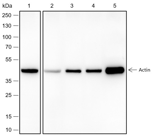 Recombinant Alpha Skeletal Muscle Actin Monoclonal Antibody-searchlist-1