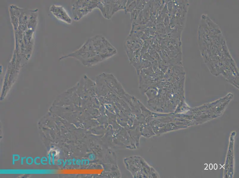 Li-7 Cell Complete Medium - 5