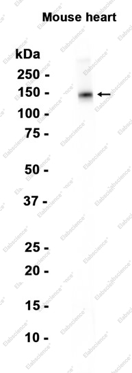 Recombinant Natriuretic Peptide Receptor B Monoclonal Antibody - 1