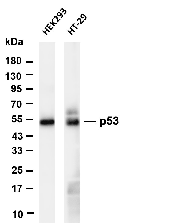 Recombinant p53 Monoclonal Antibody-searchlist-1