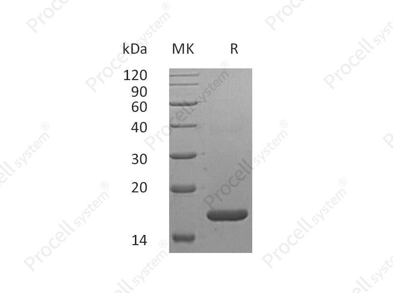 IFN-&alpha;2A (Lys46), Human, Recombinant