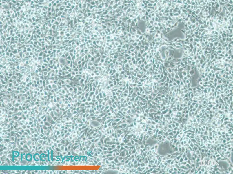 CAL-33 Cell Complete MediumCAL-33 Cell Complete Medium - 2