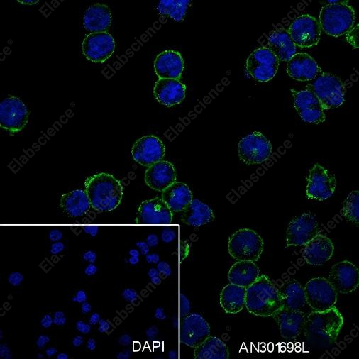 Recombinant CD48 Monoclonal Antibody - 3