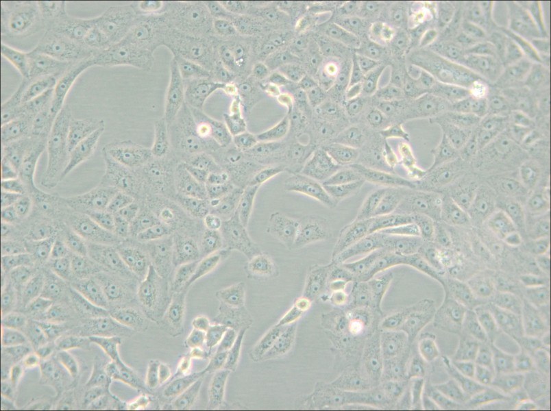 MA-104 [MA104] Cell Complete Medium - small - 7
