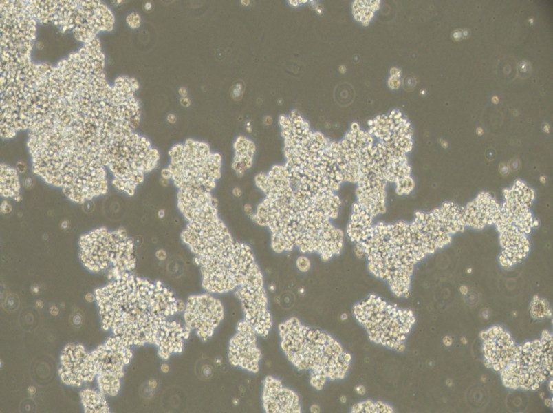 NCI-H716 [H716] Cell Complete Medium - 2