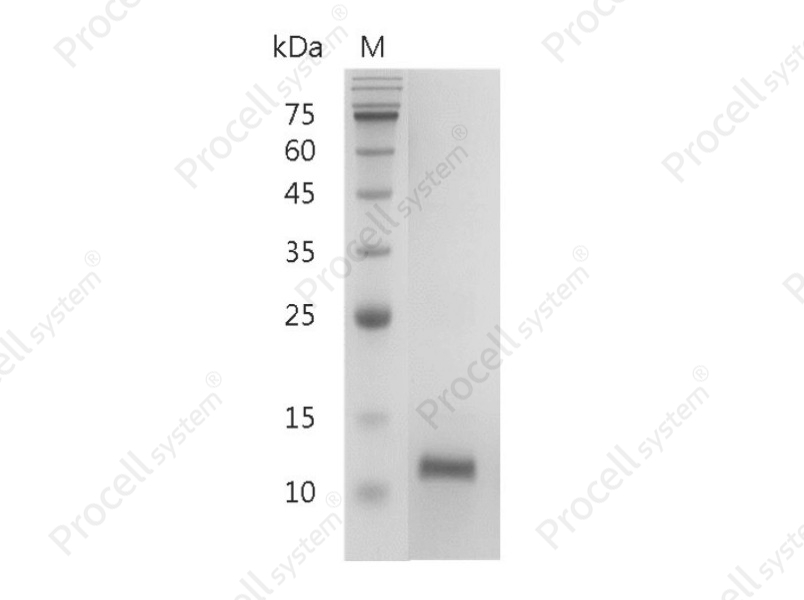 IL-4/BSF-1, Human, Recombinant
